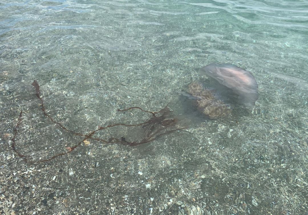 El ejemplar en aguas de Manilva (Málaga) este lunes 