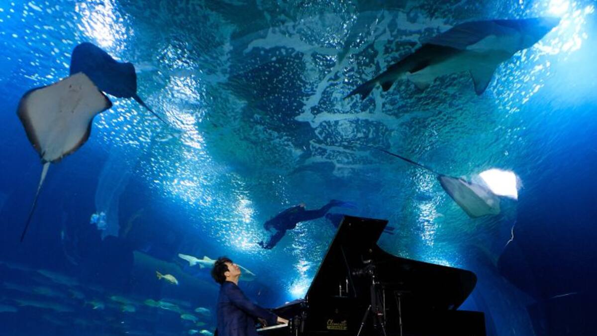 Concierto de Lang Lang para tiburones