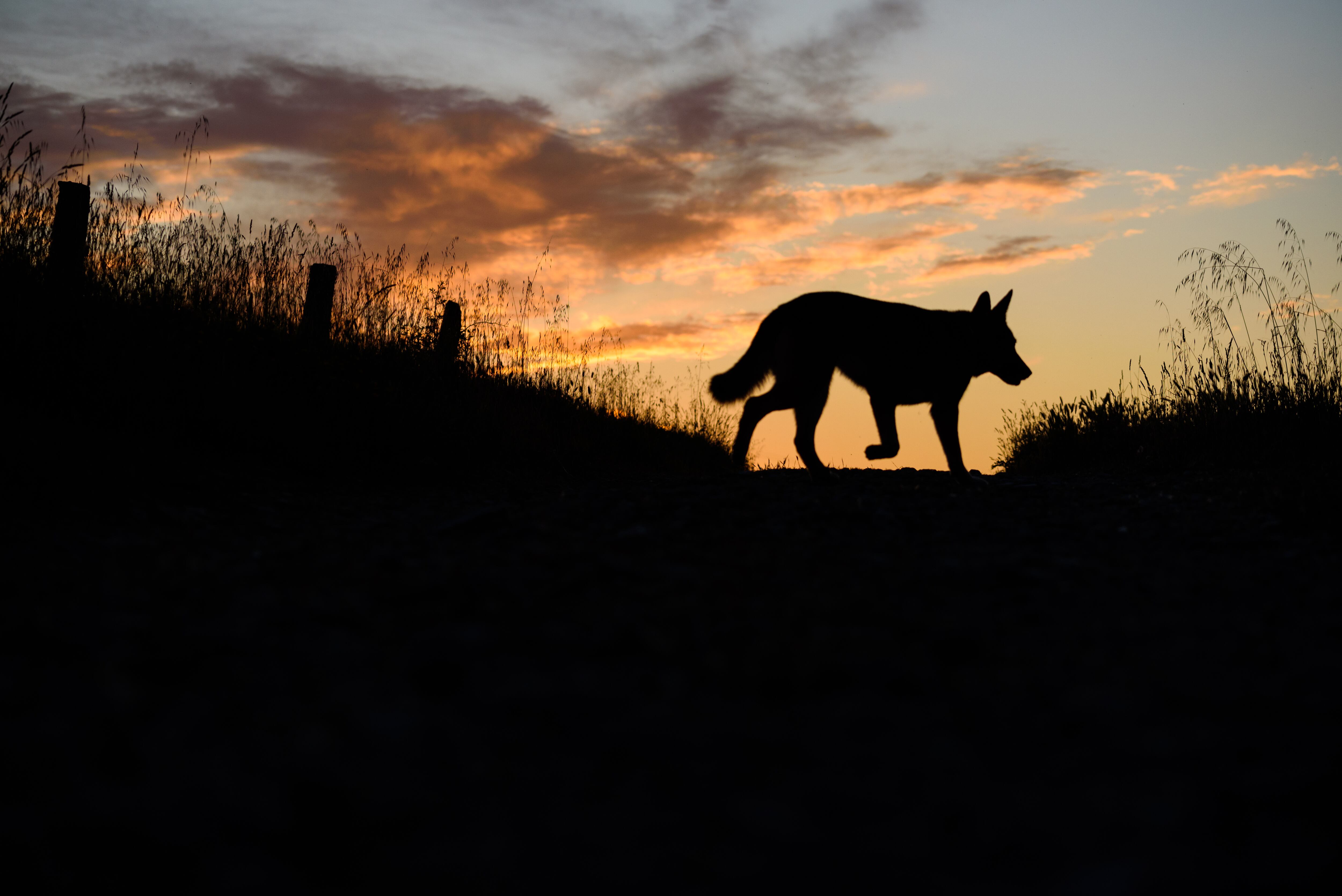 Los ganaderos de Colmenar Viejo denuncian más ataques de lobo