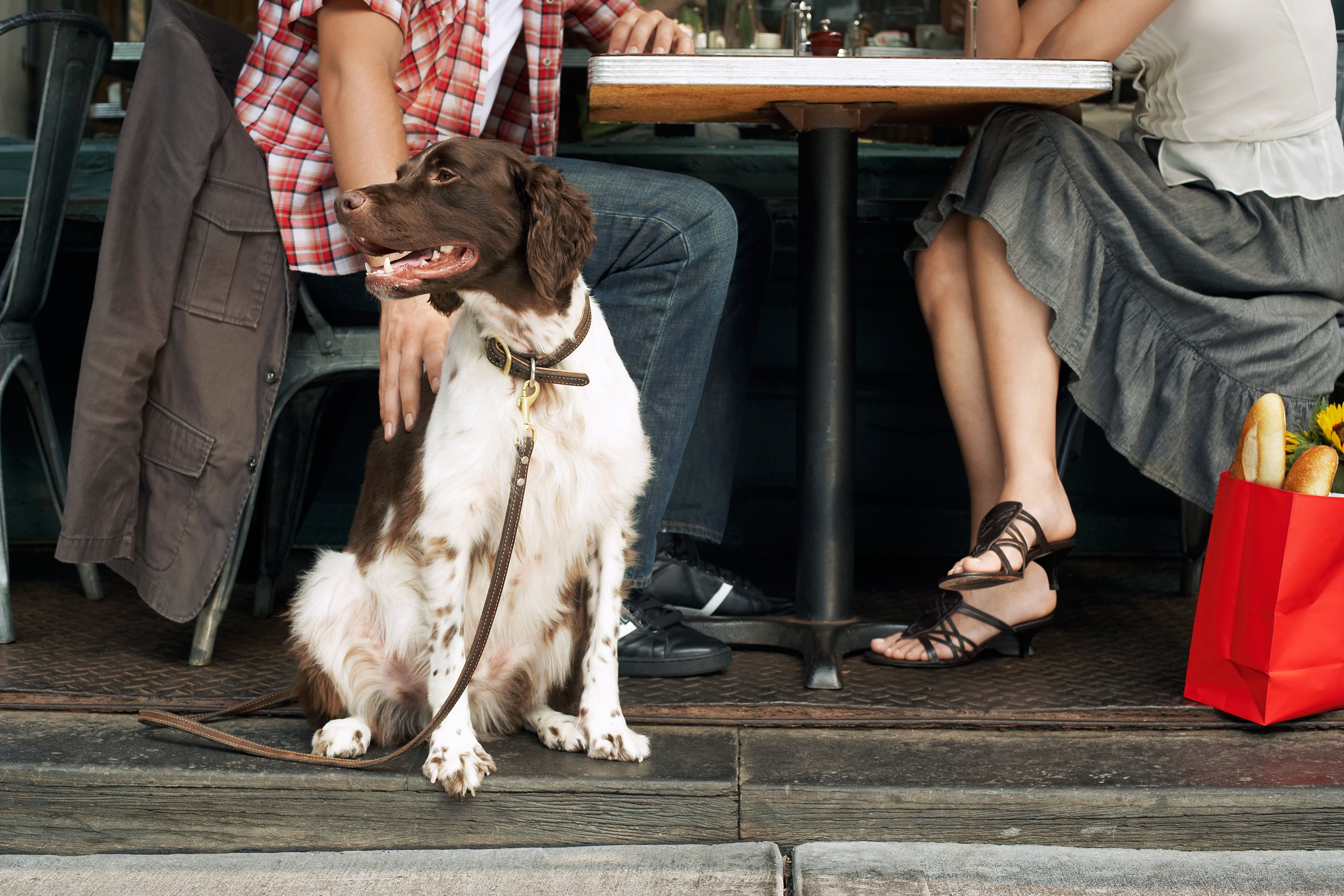 Un perro en un bar