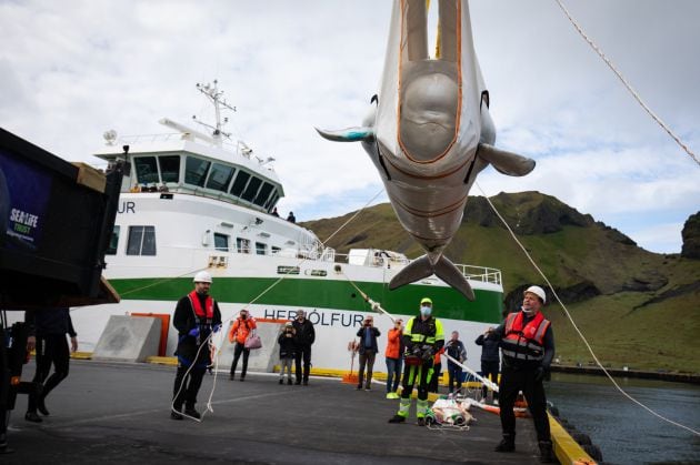 Una de las belugas durante el traslado.