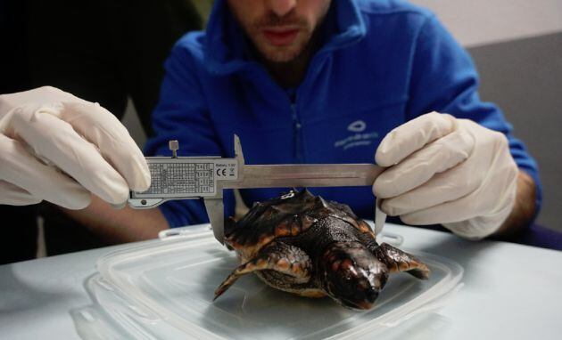 Recuperación de cuantro pequeñas tortugas bobas