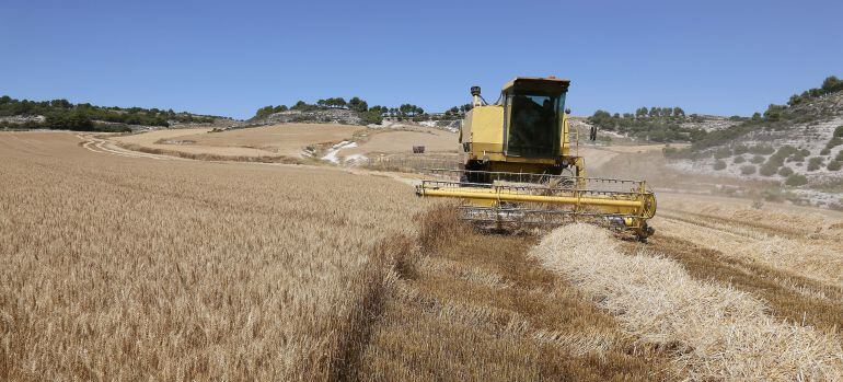 Cosechadora en plena faena en una parcela de Castroverde de Campos (Valladolid)