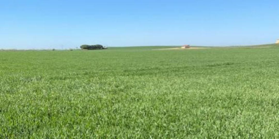 Imagen de una parcela de cultivo