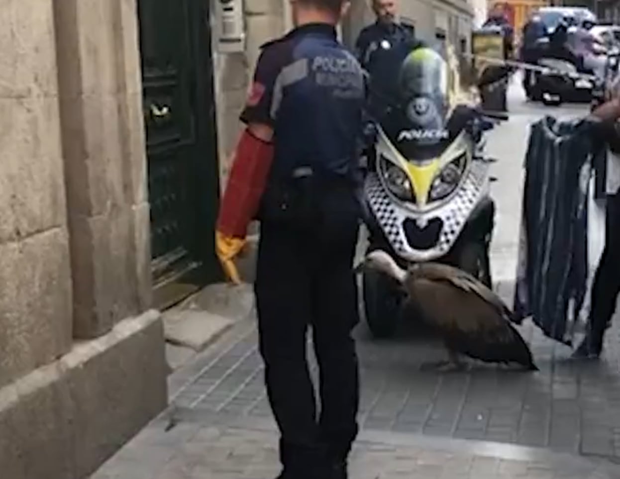 Rescatado un buitre desorientado y agotado en pleno centro de Madrid.