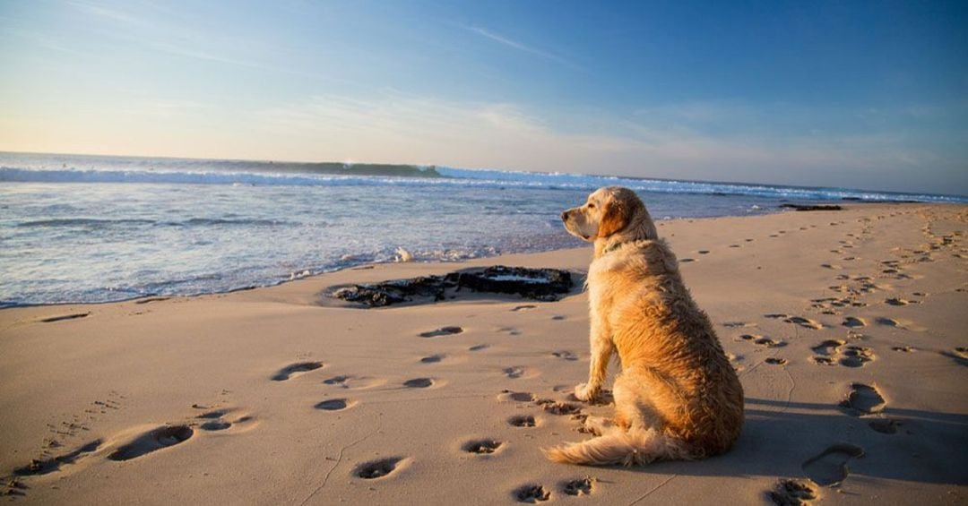 Perro en una playa canina