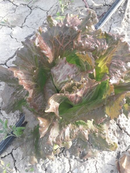 Lechuga de la variedad maravilla en Eco Huerto Sax