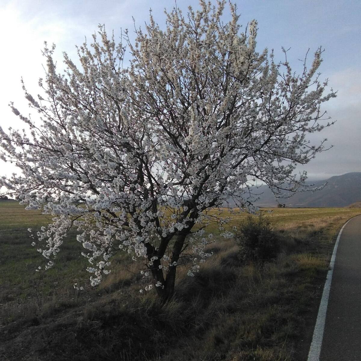 Binaced-Valcarca organiza una andada para disfrutar de la floración del almendro