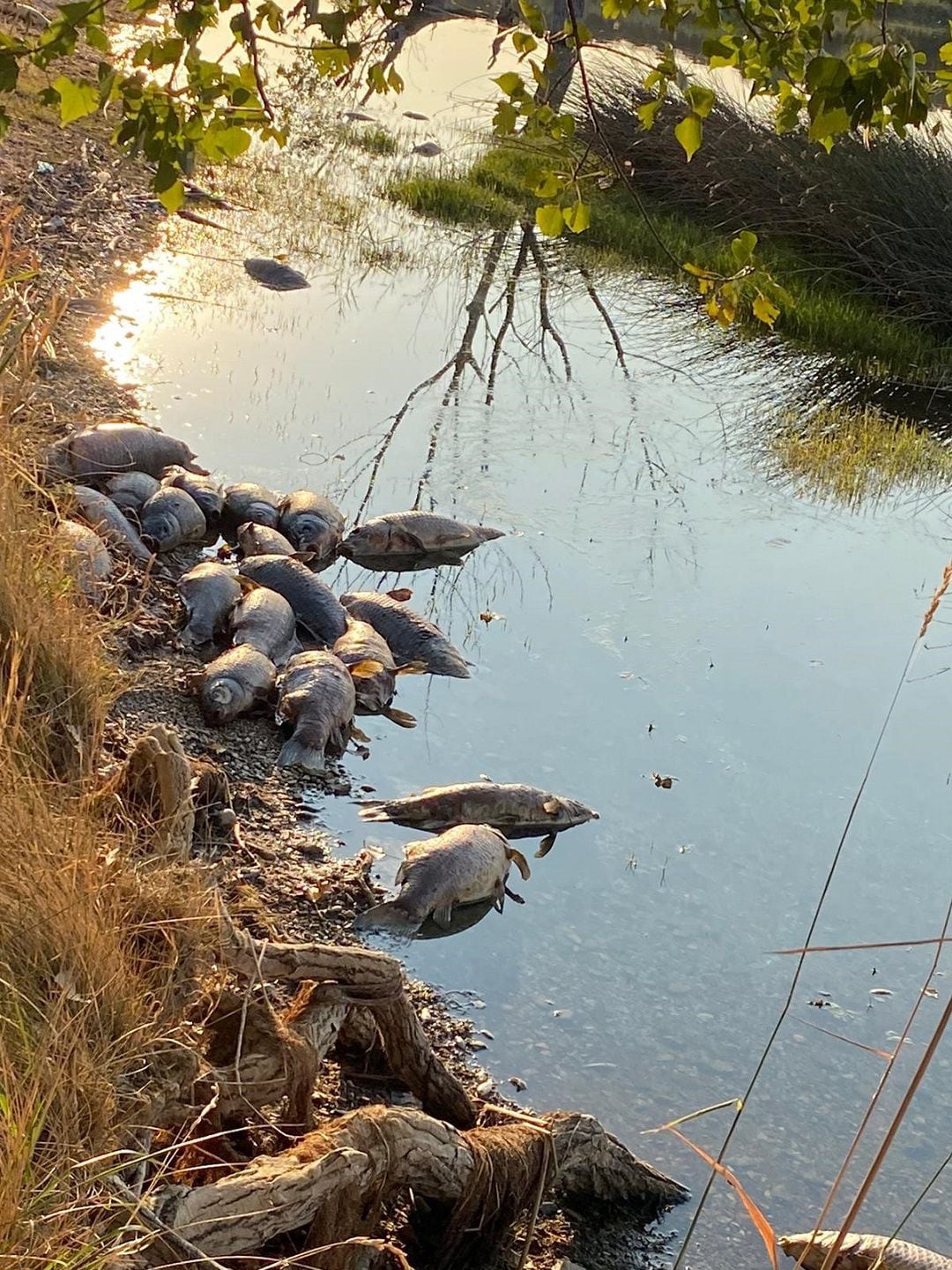 Aparecen varias decenas de peces muertos en la Laguna de Lor en Ablitas