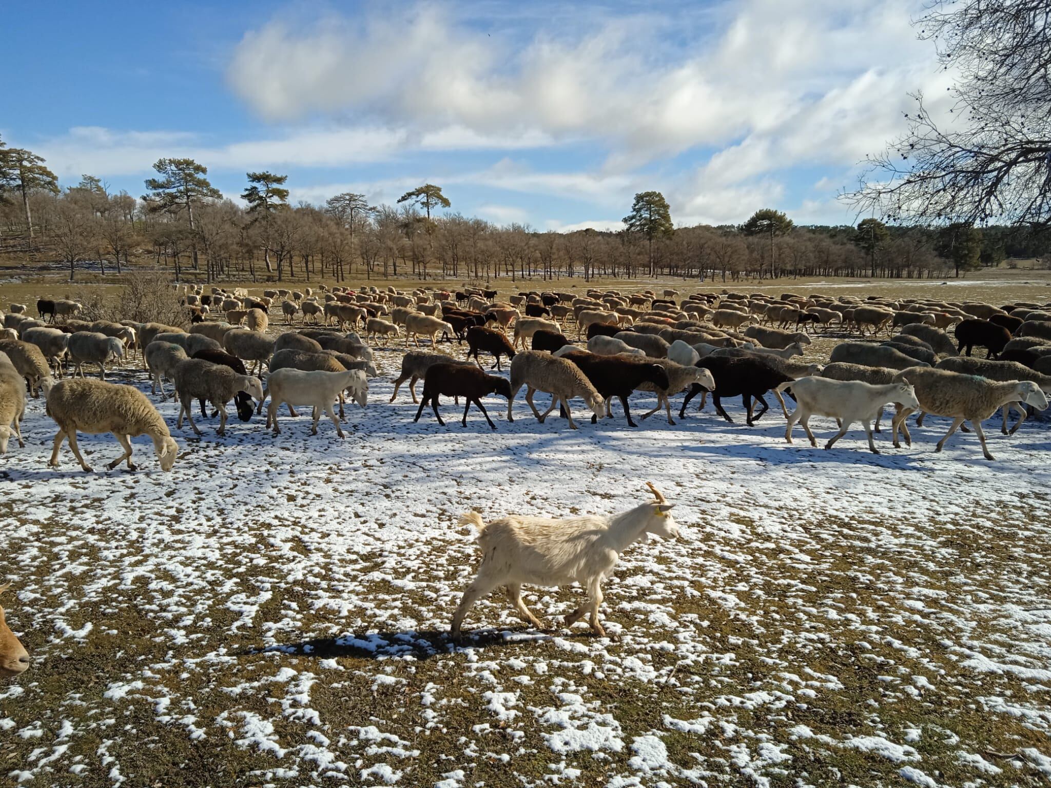 Rebaño de ovejas de César García, pastando esta semana en la Sierra de Cuenca, en mitad de la nieve