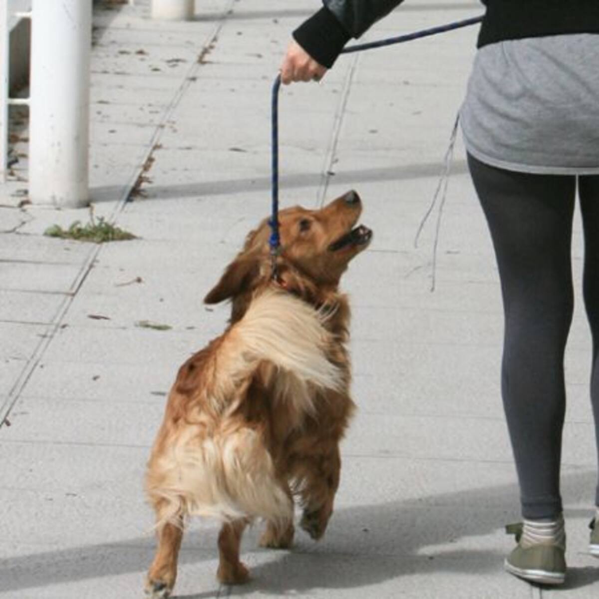 PSOE Tres Cantos reclama un Centro de Protección Animal Público y una gestión ética de colonias felinas