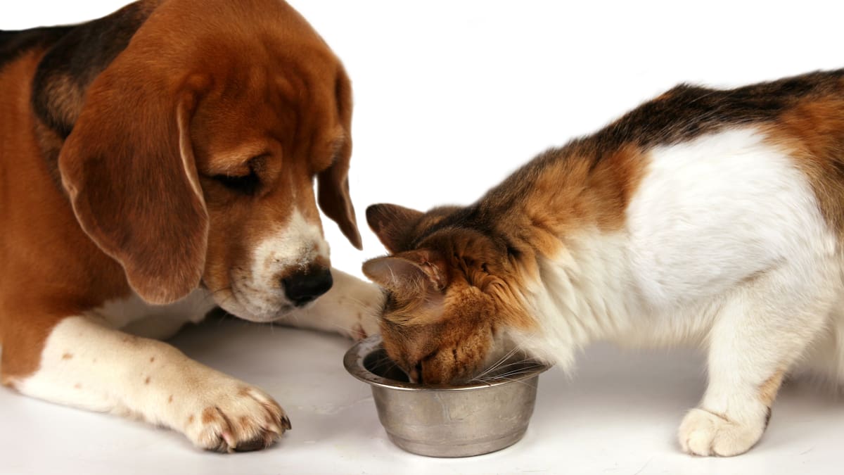 Mercedes Sánchez. Veterinaria