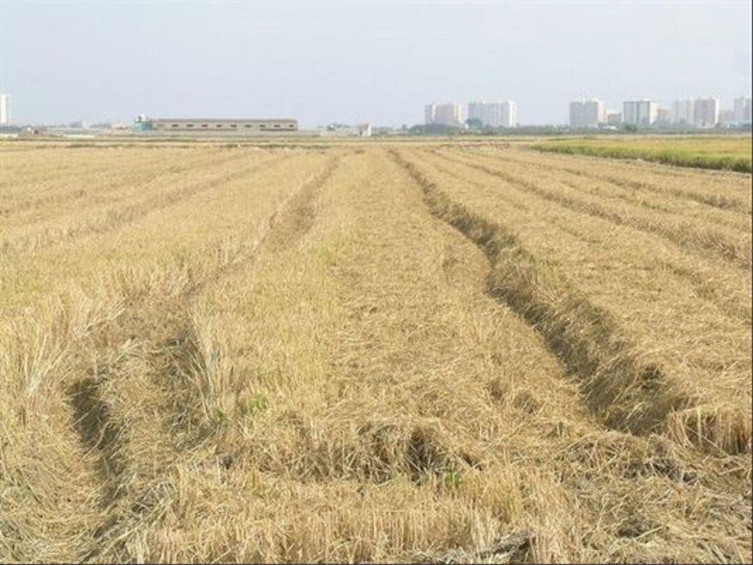 Campo de arroz recién segado