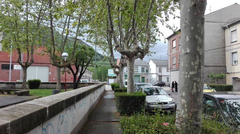 Plátanos en Flores del Sil