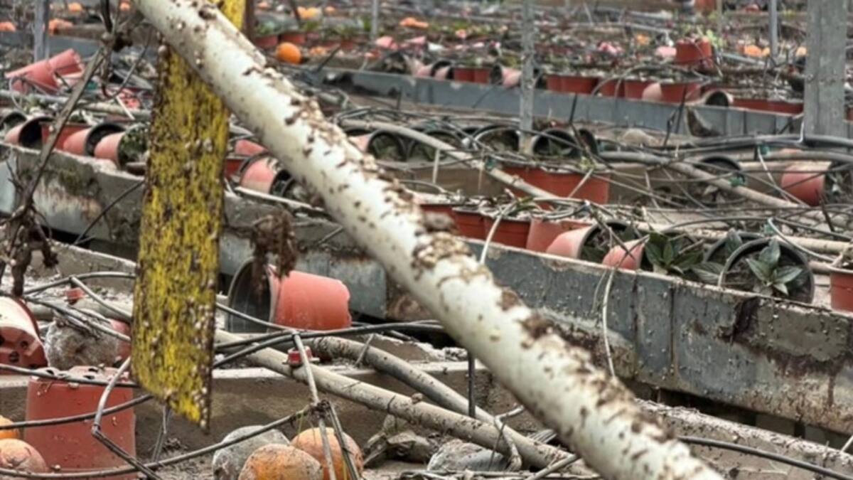 Viveros Martín, otro negocio devastado por el temporal