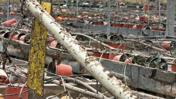 Viveros Martín, otro negocio devastado por el temporal
