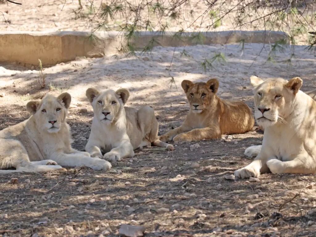 Tzigane-izq-con-dos-hermanos-y-su-madre