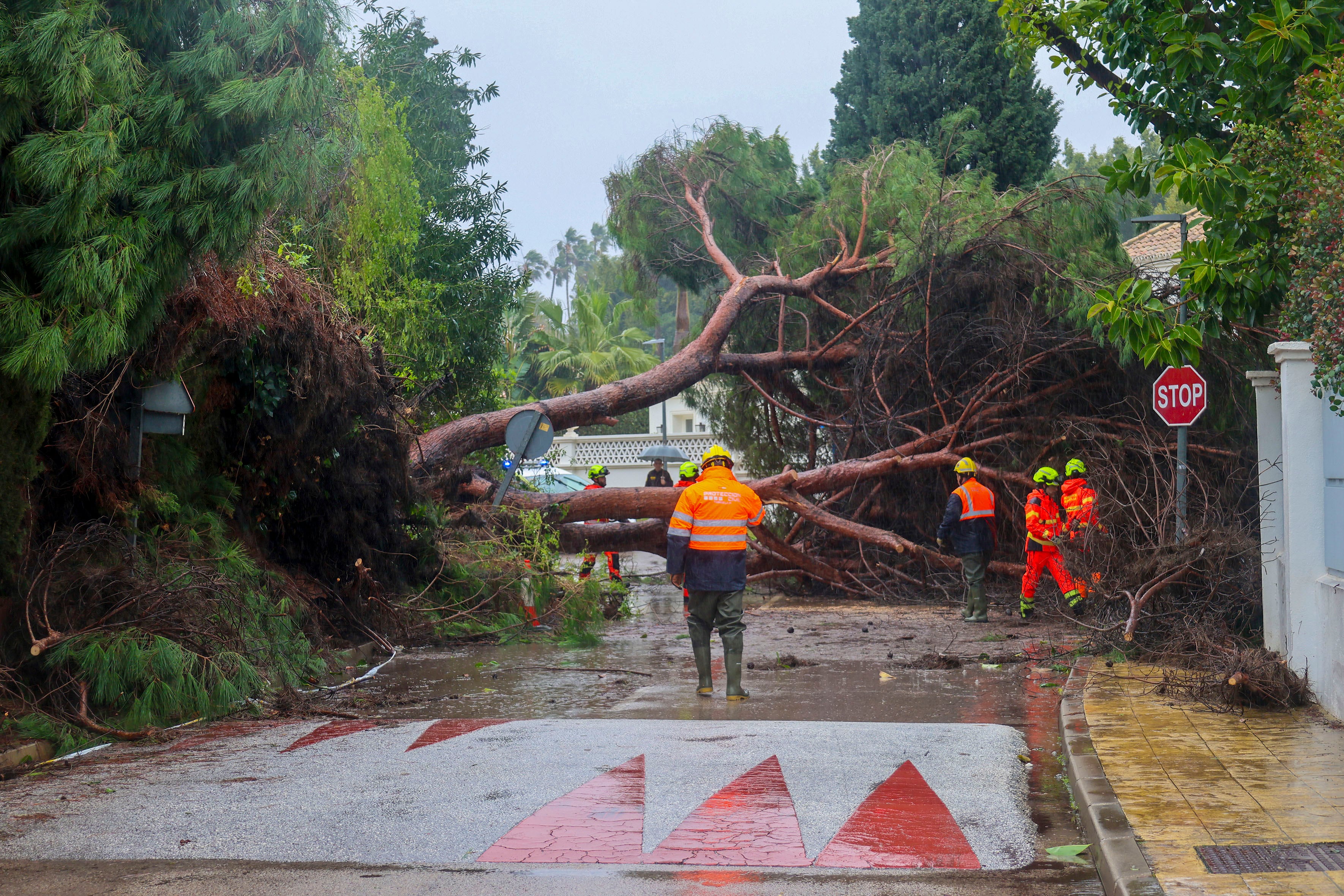 MARBELLA (MÁLAGA), 04/02/2026.- Miembros de los bomberos de Marbella retiran un pino caído en la zona de Guadalmina a causa del viento y lluvia con motivo del paso de la borrasca Leonardo por la provincia de Málaga. EFE/ Juan Carlos Domínguez