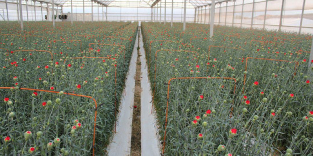 Los floricultores reclaman un decreto que evite "un desastre económico" y estiman pérdidas de hasta 450.000 euros al día