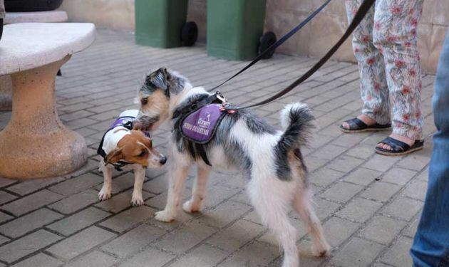 Los perros son educacos y adistrados con la colaboración de familias de acogida.