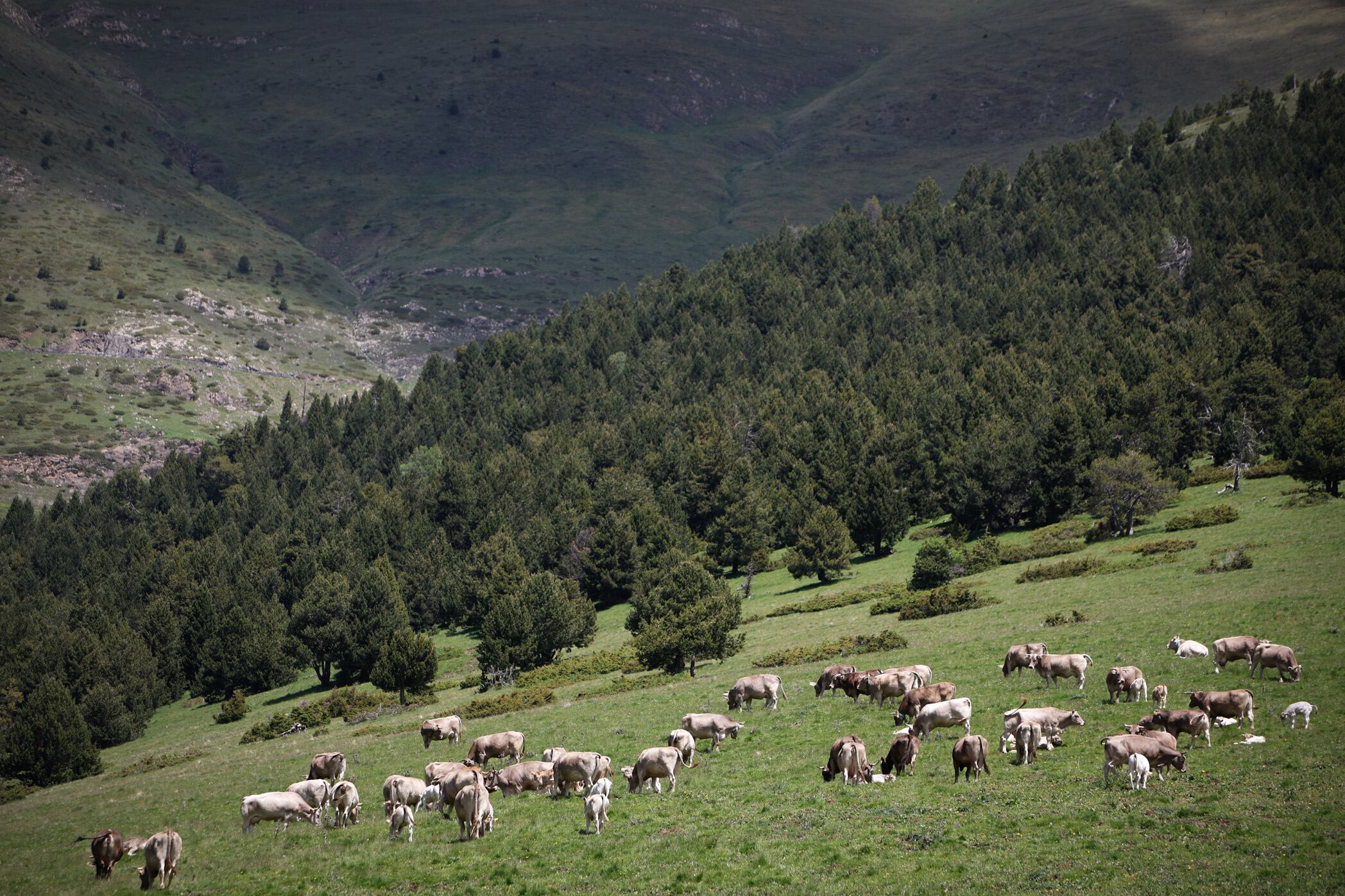 El Govern ha aprovat noves directrius de protecció sobre la ramaderia bovina