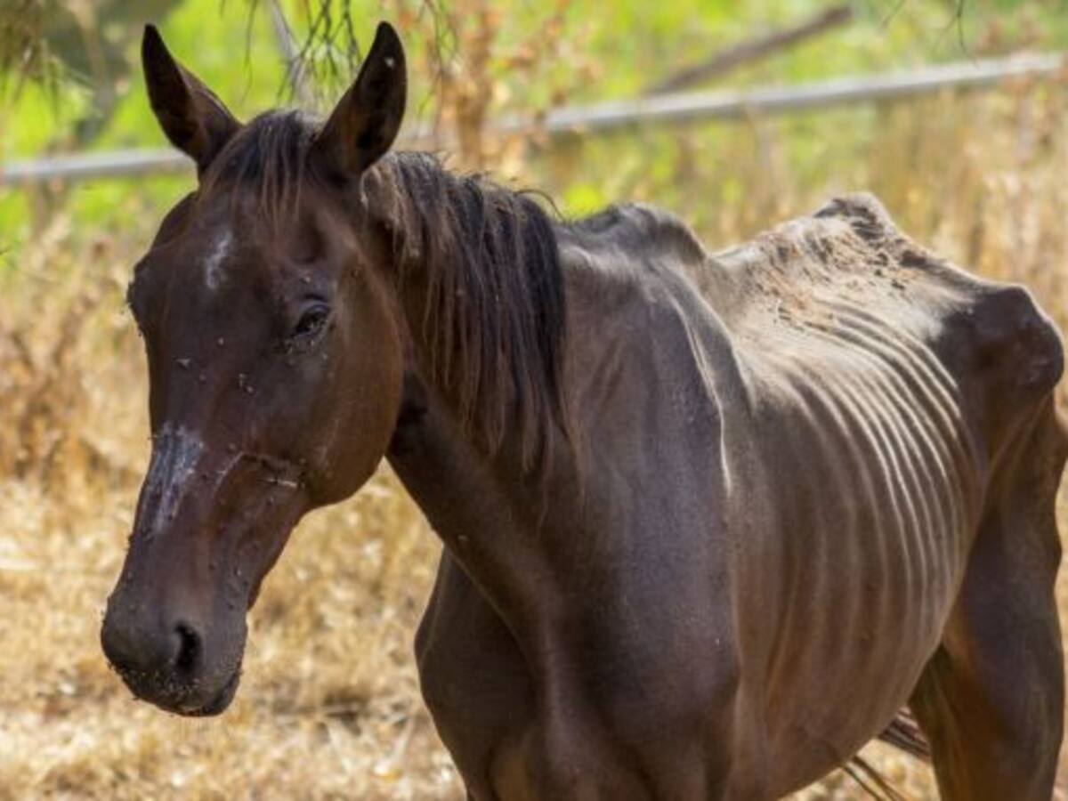 Maltrataba a su caballo