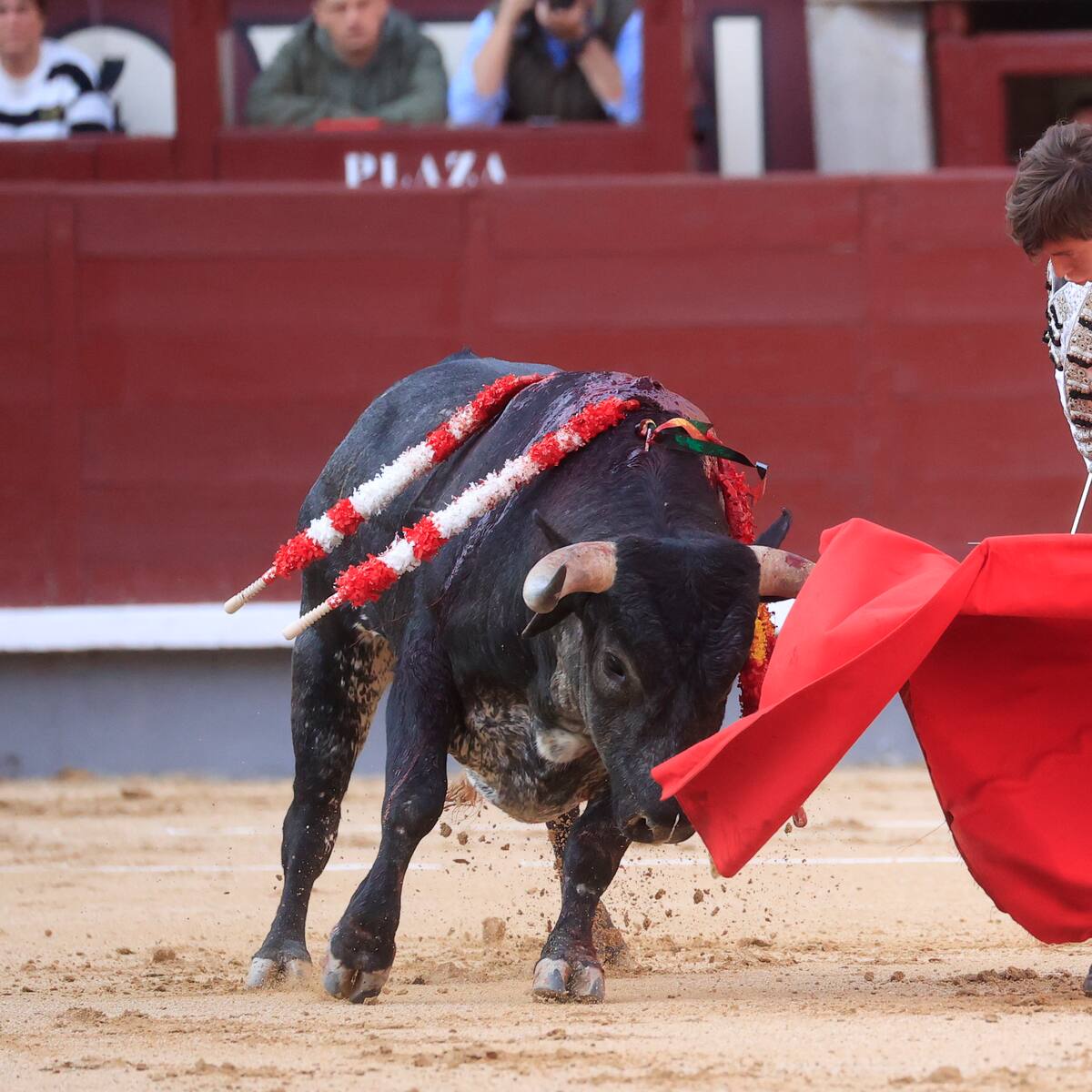 La Plaza de Las Ventas homenajea a “Duplicado”, el toro de Guadalix de la Sierra que fue el “más bravo” de 2022