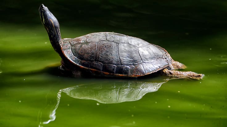 Nómada del viento: Longevidad animal (20/05/2025)