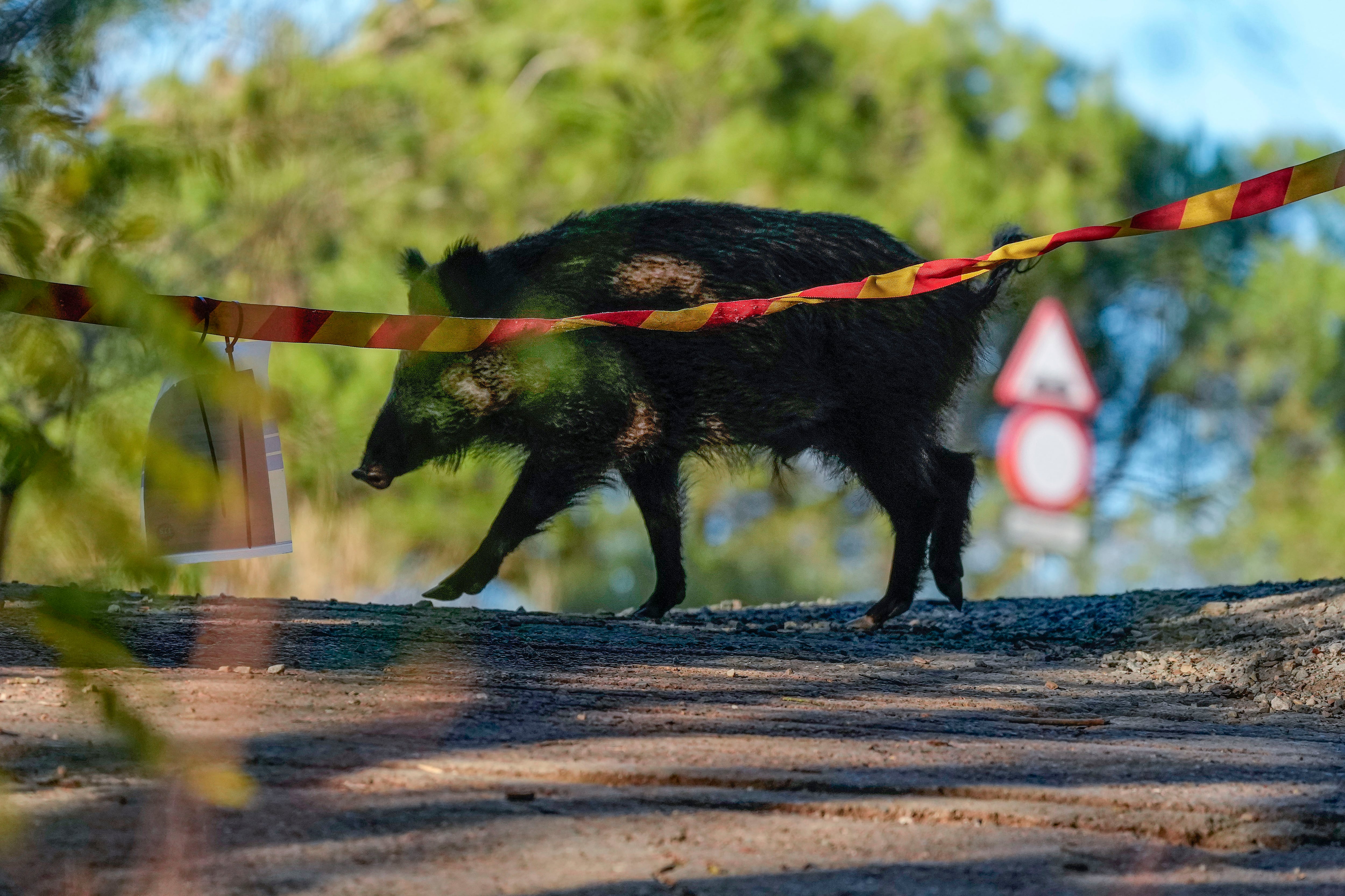 Un jabalí campa por la sierra de Collserola este jueves