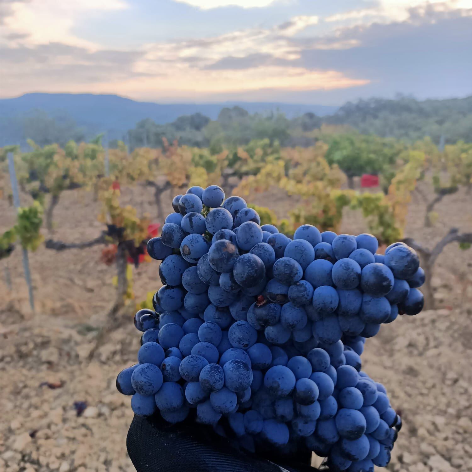 Uva de Bodega Pirineos