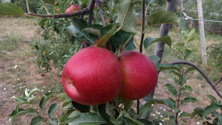 Comença la recollida de la poma biolord amb bones perspectives de temporada