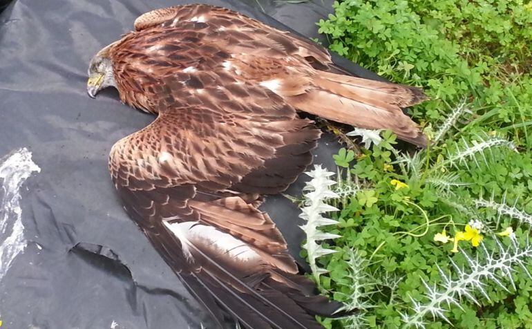 Aumentan las aves muertes por electrocución.