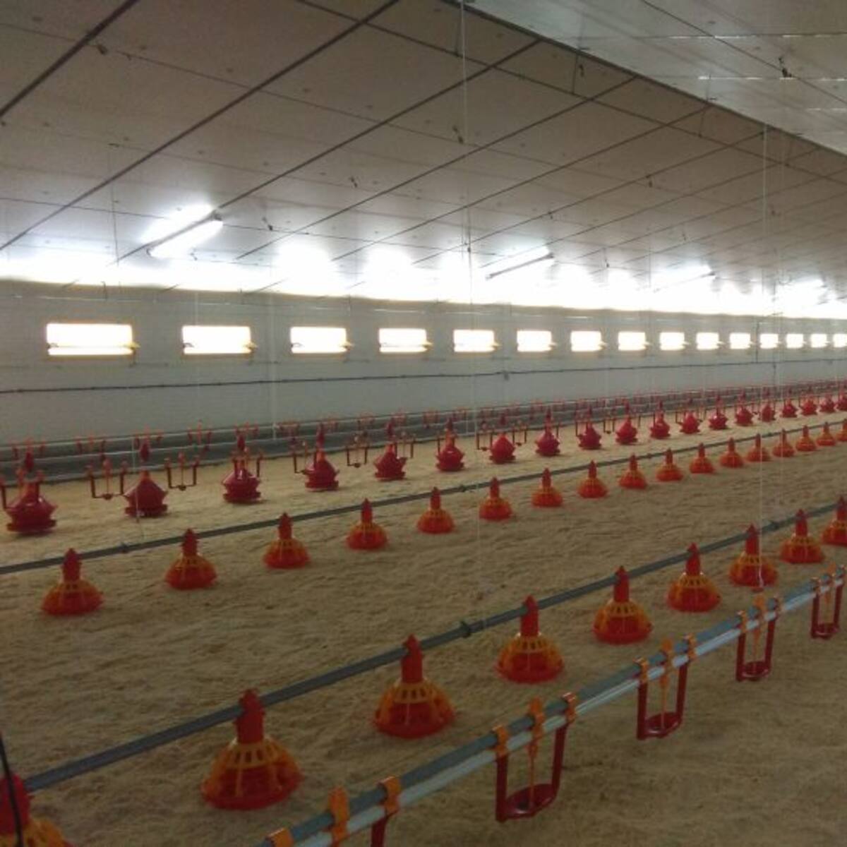 27.000 pavos en Casas de Sebastián Pérez