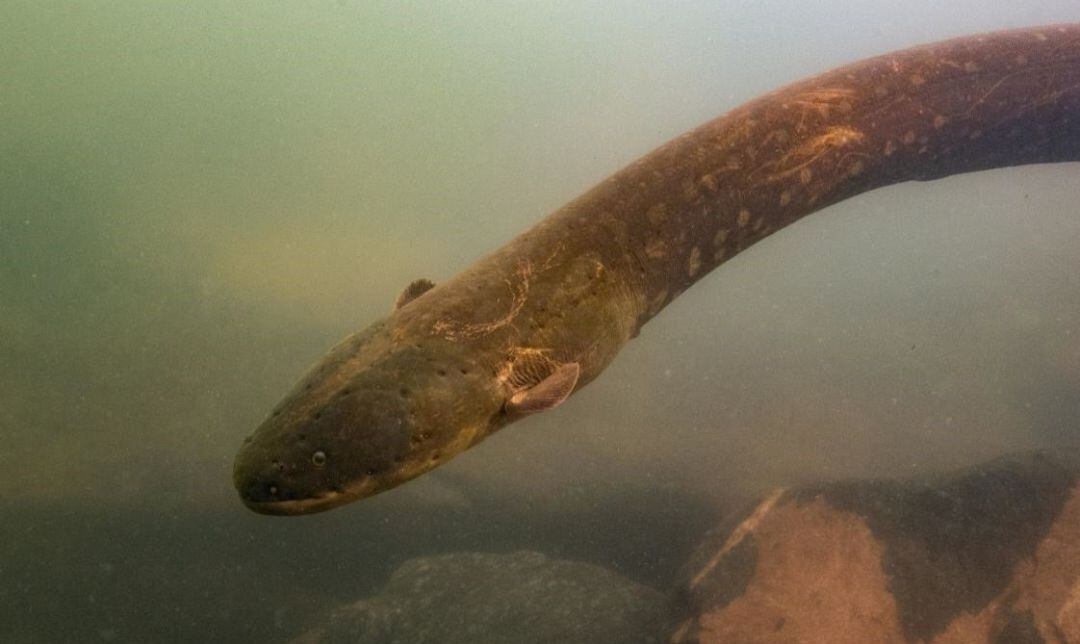 Descubren una nueva especie de anguila eléctrica que genera la descarga de voltaje más alta de cualquier animal conocido.
