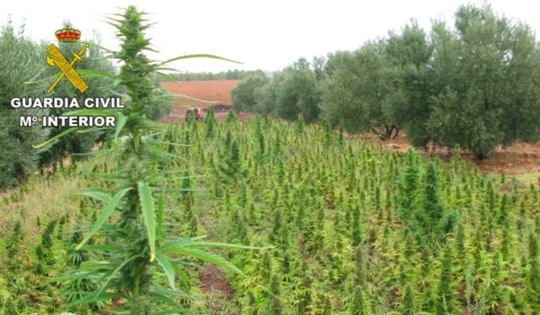 Imagen de la finca en la que se encontraban las 75.000 plantas de marihuana.