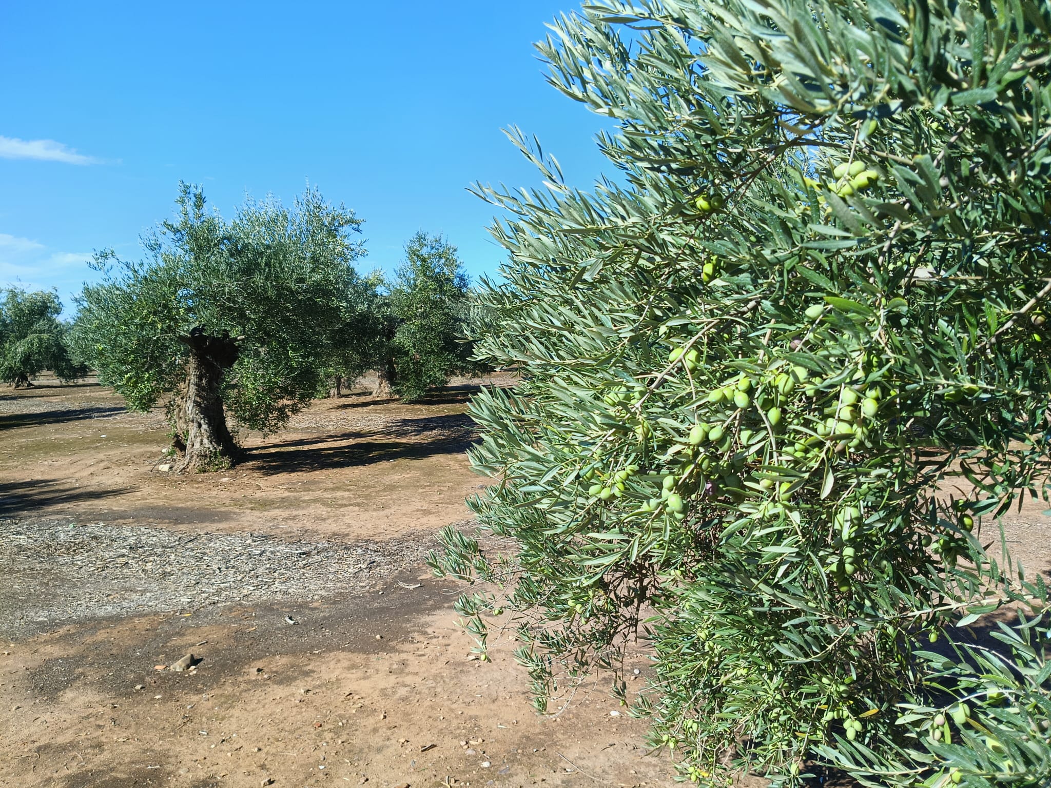 Olivar de Linares