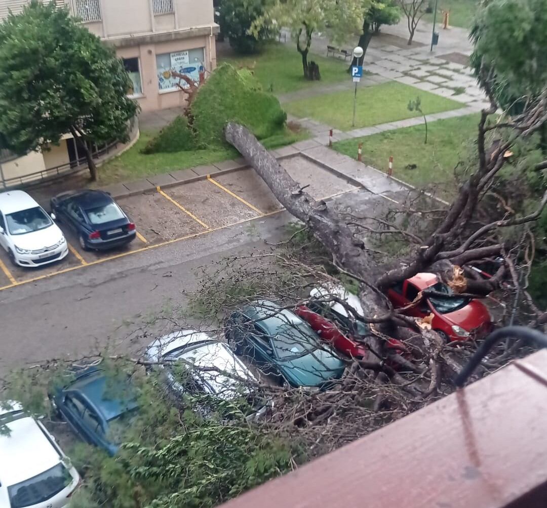 Un árbol se desprendió dejando desperfectos durante el paso de la borrasca "Bernard" en Jerez