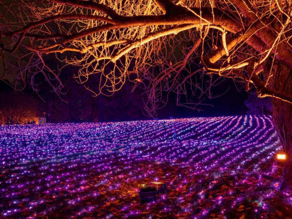 Jardins de Vivers se convertirá en un luminoso paseo navideño