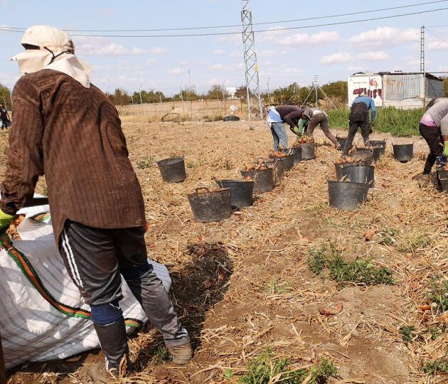 Imagen de la cuadrilla de Martha en la recogida de la cebolla esta semana