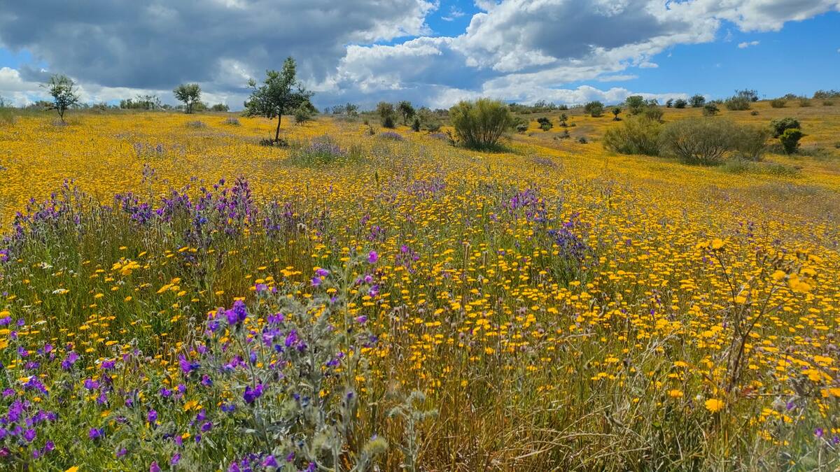 Entrevista a Marina Tomás-Martín, estudiante de Doctorado del Departamento de Ecología de la UAM, encargada de participar en la Ruta por Los Carriles de Alcobendas para reivindicar la importancia de los humedales