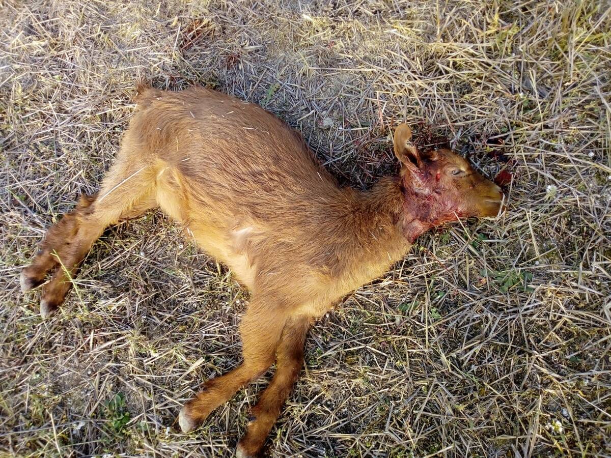 La Plataforma de la Ganadería Extensiva de Aragón exige la paralización de la decisión que considera el lobo especie no cinegética