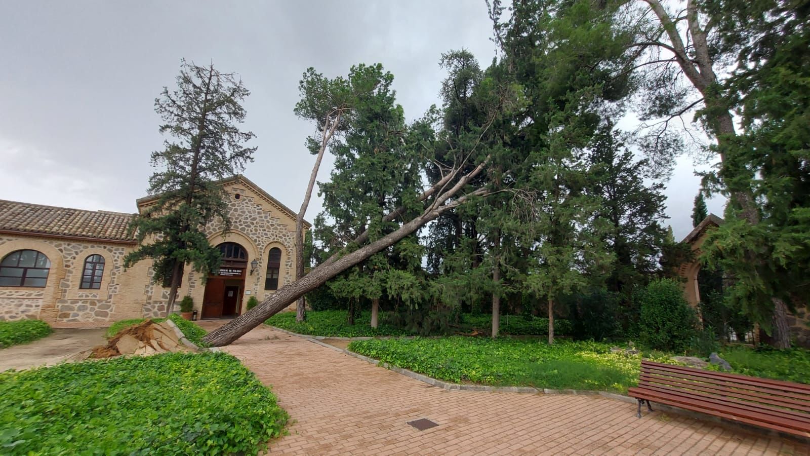 Árbol caído en el cementerio de Toledo