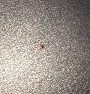 Una paparra a dins del cotxe patrulla