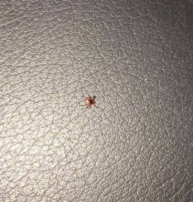 Una paparra a dins del cotxe patrulla