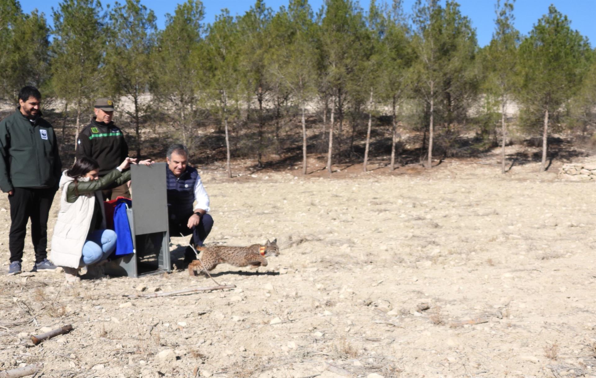 Liberación lince en Lorca