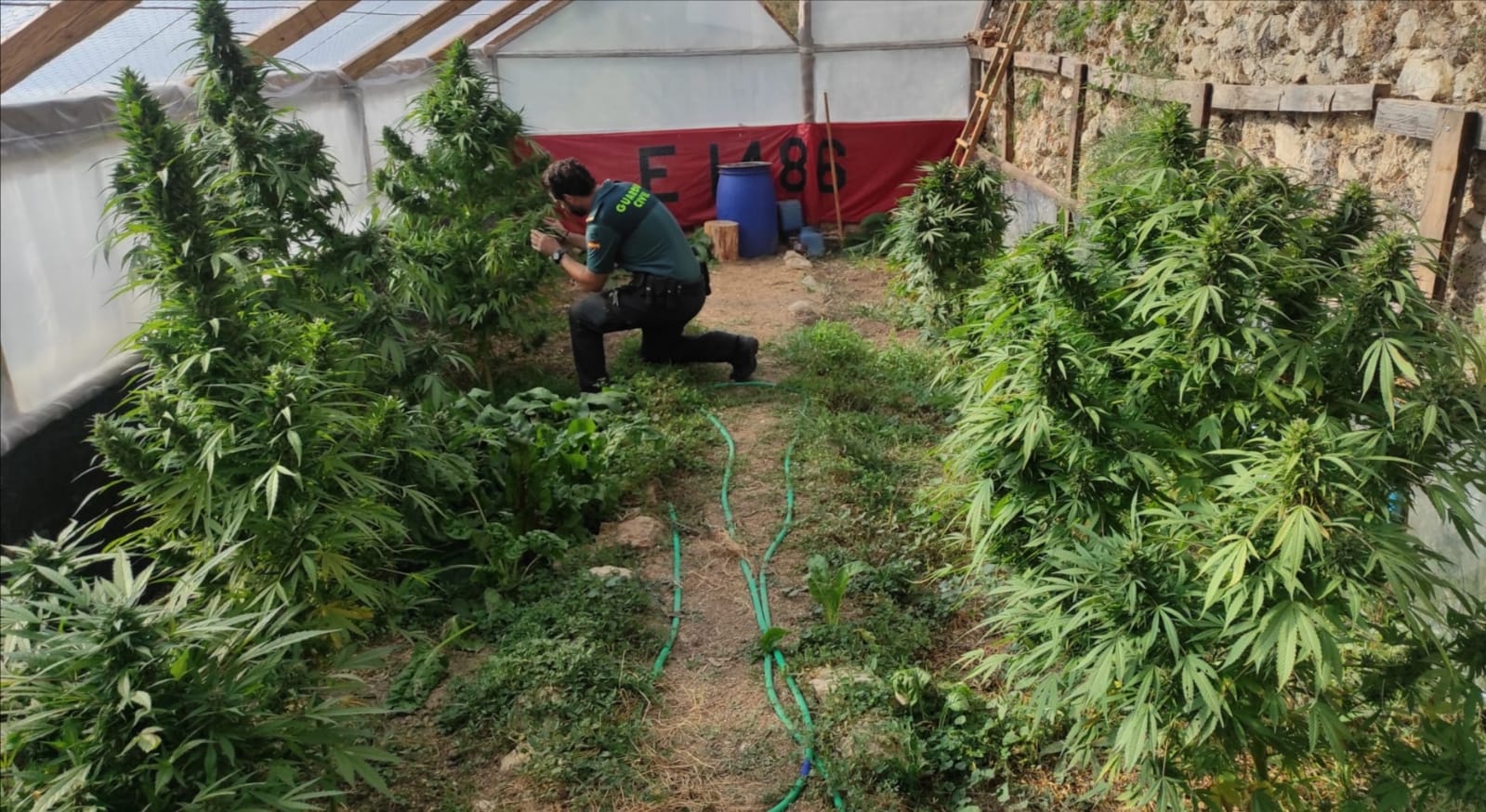 La Guardia Civil inspecciona una plantación de marihuana en la localidad jiennense de Siles