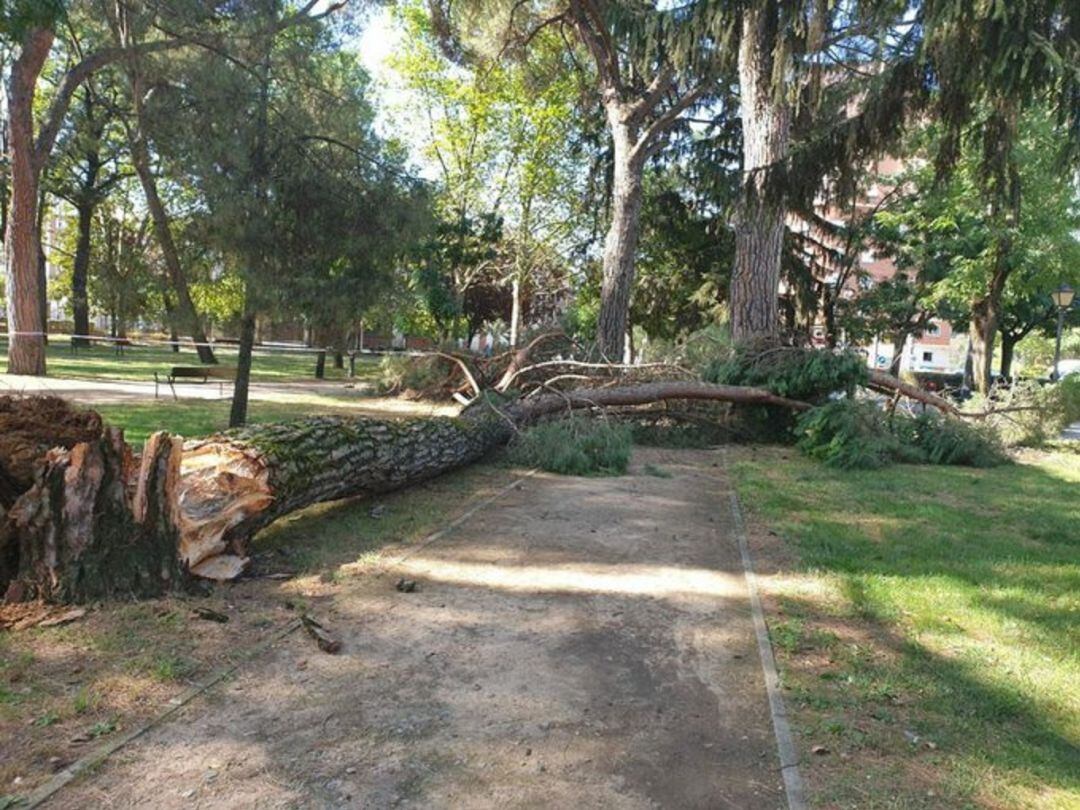 Derrumbe de un árbol este sábado en el Plantío