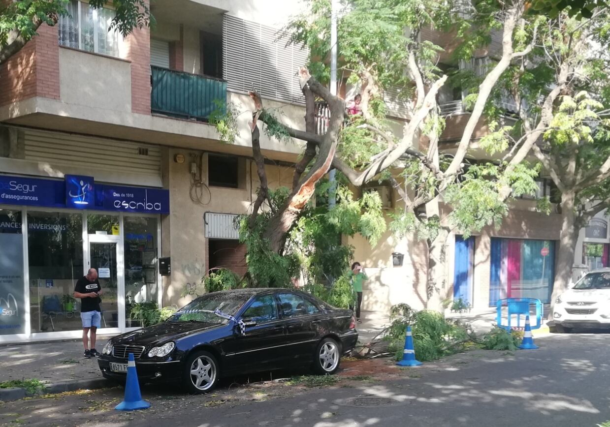 A la Rambla de Pardinyes la ventada va fer caure branques a sobre de cotxes aparcats.  Foto: Ràdio Lleida.