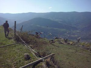 Voltors al voltan d&#039;una vaca que van atacar a les muntanyes d&#039;Enviny, segons l&#039;Associació de Ramaders del Pallars