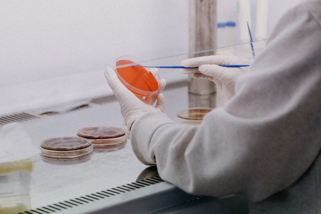 Análisis de una muestra de cultivo en laboratorio